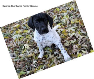 German Shorthaired Pointer George