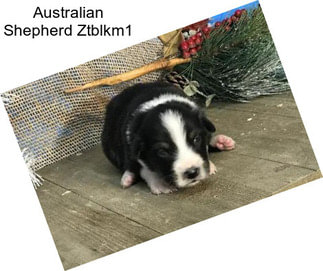 Australian Shepherd Ztblkm1