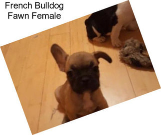 French Bulldog Fawn Female