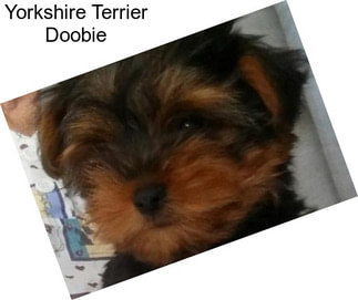 Yorkshire Terrier Doobie