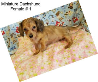 Miniature Dachshund Female # 1