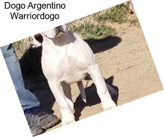 Dogo Argentino Warriordogo
