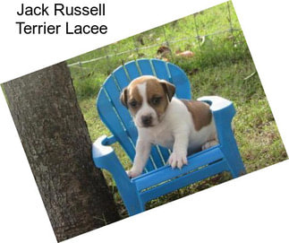 Jack Russell Terrier Lacee