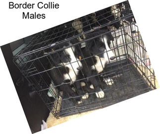 Border Collie Males