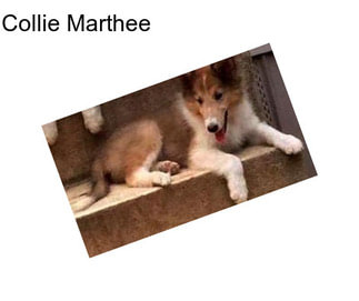 Collie Marthee