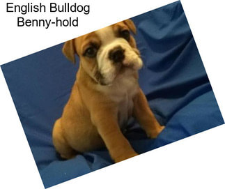 English Bulldog Benny-hold