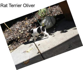 Rat Terrier Oliver