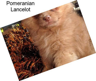 Pomeranian Lancelot