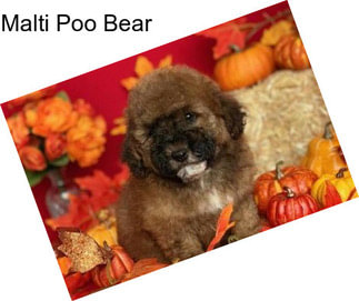 Malti Poo Bear