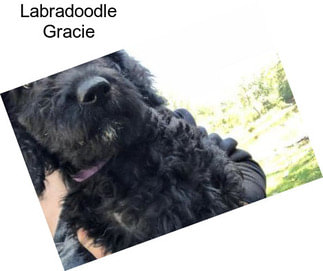 Labradoodle Gracie