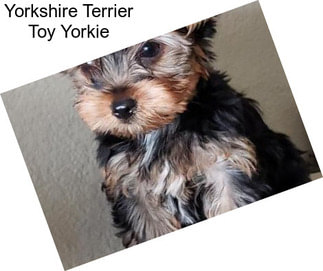 Yorkshire Terrier Toy Yorkie