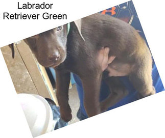 Labrador Retriever Green