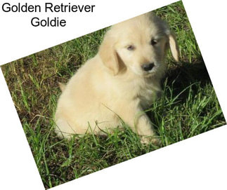 Golden Retriever Goldie