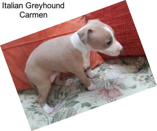 Italian Greyhound Carmen