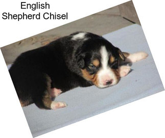 English Shepherd Chisel