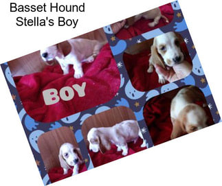 Basset Hound Stella\'s Boy