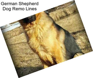 German Shepherd Dog Remo Lines