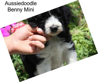 Aussiedoodle Benny Mini