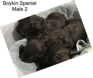 Boykin Spaniel Male 2