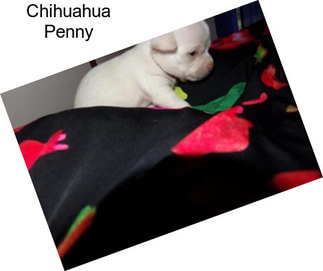 Chihuahua Penny