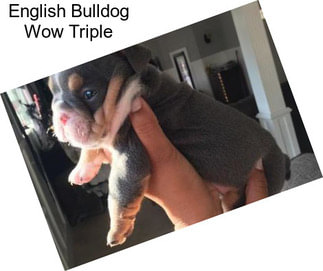 English Bulldog Wow Triple