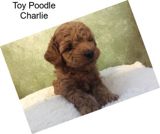 Toy Poodle Charlie