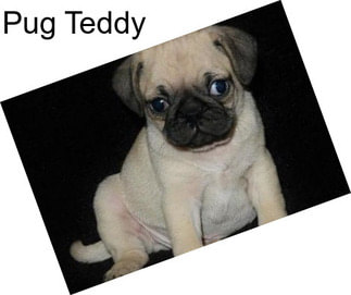Pug Teddy