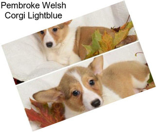 Pembroke Welsh Corgi Lightblue