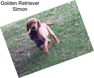 Golden Retriever Simon