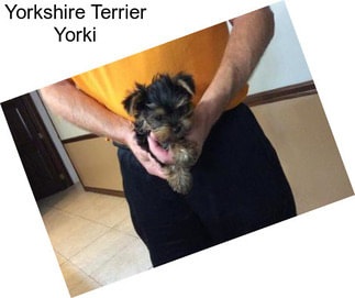 Yorkshire Terrier Yorki