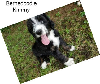 Bernedoodle Kimmy