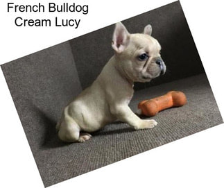 French Bulldog Cream Lucy