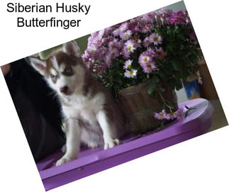 Siberian Husky Butterfinger