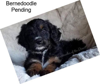 Bernedoodle Pending