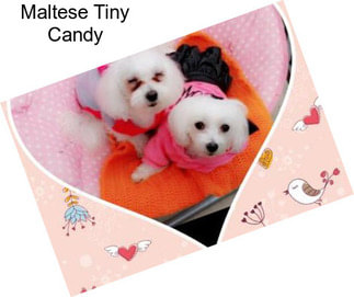 Maltese Tiny Candy