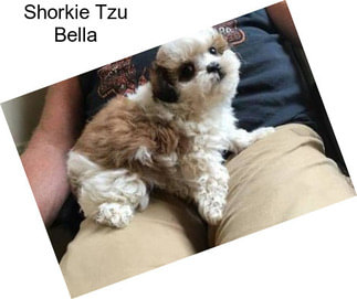 Shorkie Tzu Bella