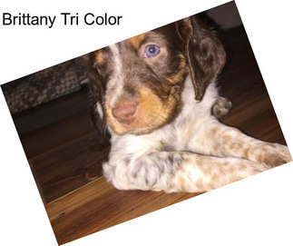 Brittany Tri Color