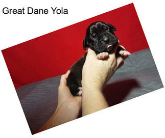 Great Dane Yola