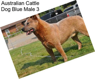 Australian Cattle Dog Blue Male 3