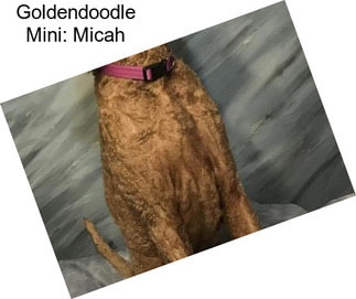 Goldendoodle Mini: Micah