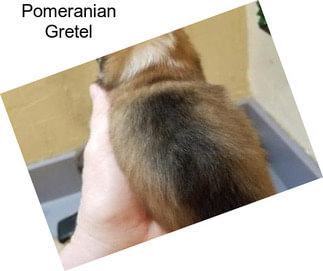 Pomeranian Gretel