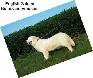 English Golden Retrievers Emerson