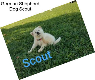 German Shepherd Dog Scout