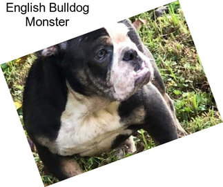 English Bulldog Monster