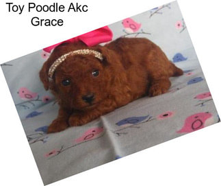 Toy Poodle Akc Grace