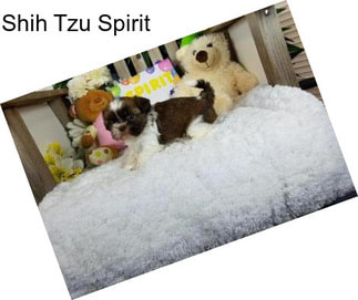 Shih Tzu Spirit