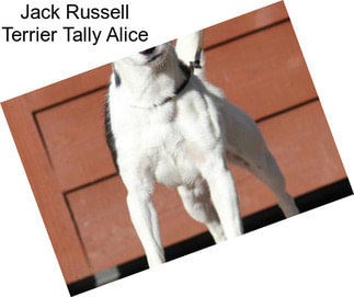 Jack Russell Terrier Tally Alice