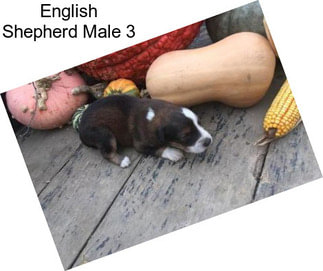 English Shepherd Male 3