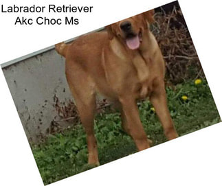 Labrador Retriever Akc Choc Ms