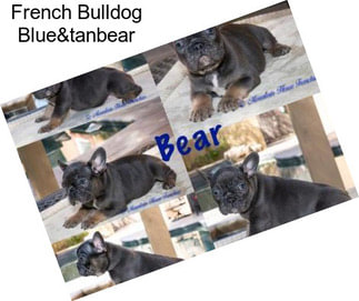 French Bulldog Blue&tanbear